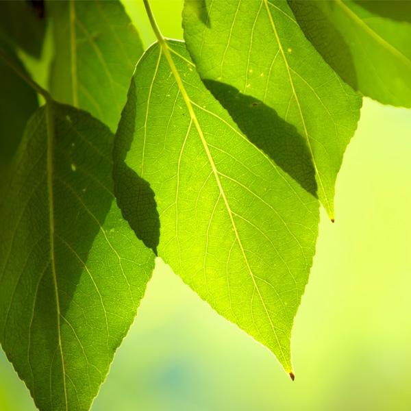 Responsabilidade Ambiental